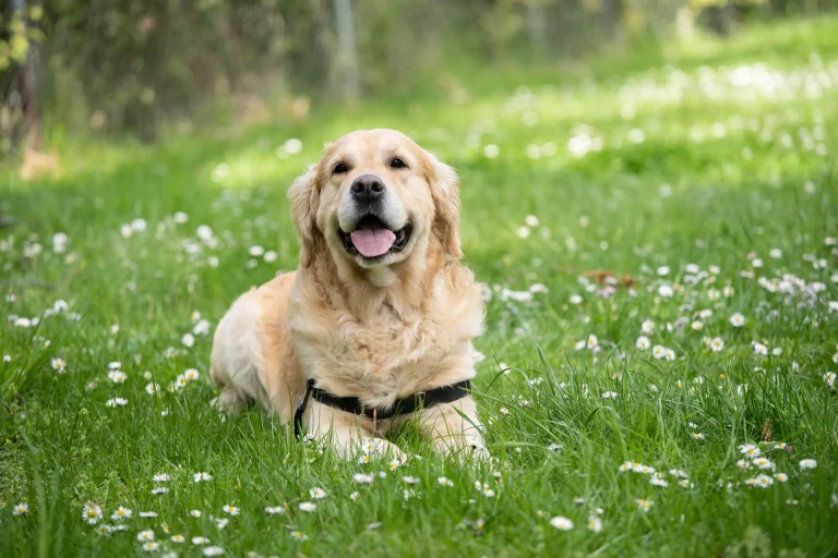 Pet Allergy Wellness