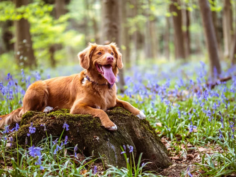 Dog Training Mistakes