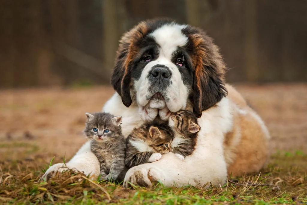 Large dog cuddling kittens